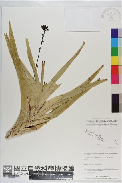 登錄號:S200993藏品圖，第1張