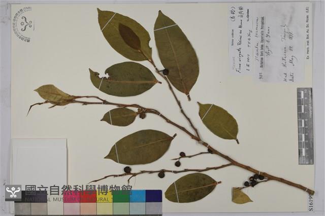 White Fig-tree Collection Image
