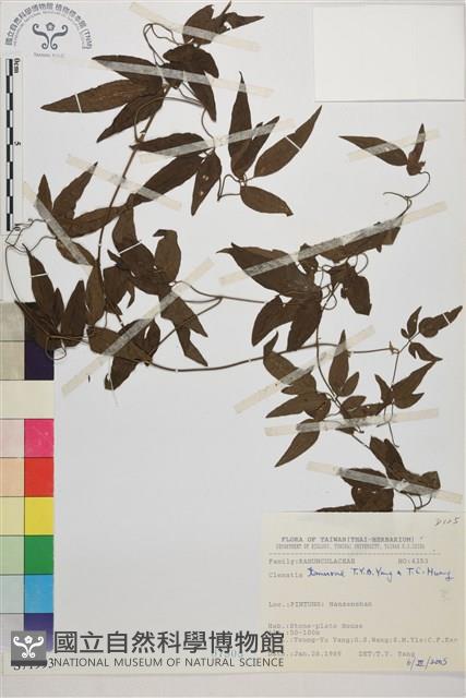 田村氏鐵線蓮藏品圖，第1張