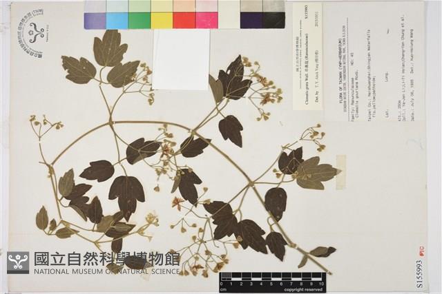 串鼻龍藏品圖，第1張