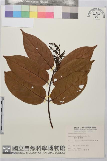 巒大雀梅藤藏品圖，第2張