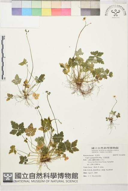 五葉黃連藏品圖，第1張