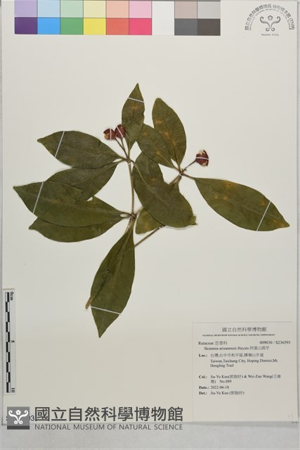 阿里山茵芋藏品圖，第1張