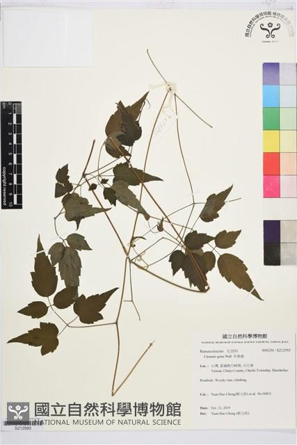 串鼻龍藏品圖，第1張