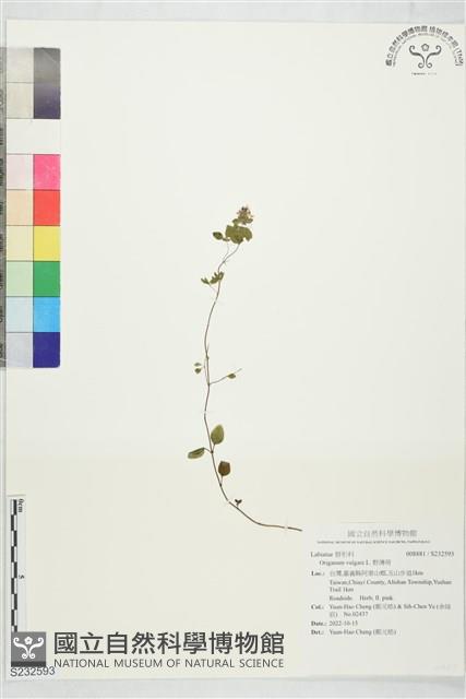 野薄荷藏品圖，第1張