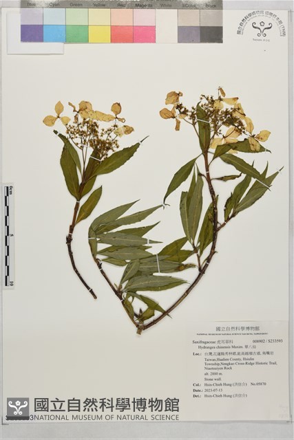 華八仙藏品圖，第1張