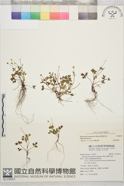 鹿場毛茛藏品圖，第1張
