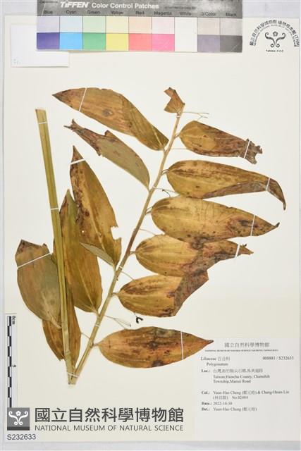 登錄號:S232633藏品圖，第1張