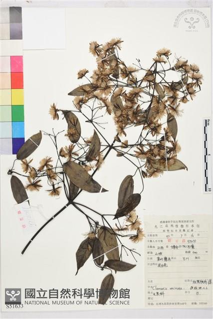 柱果鐵線蓮藏品圖，第2張