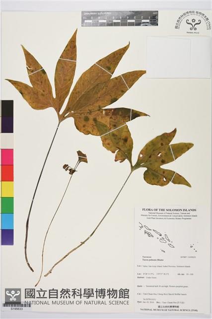 登錄號:S195633藏品圖，第1張