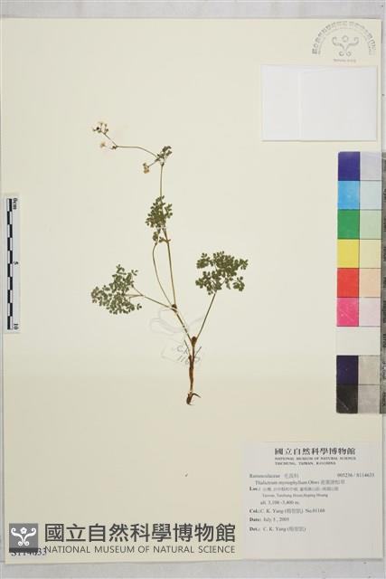 密葉唐松草藏品圖，第1張