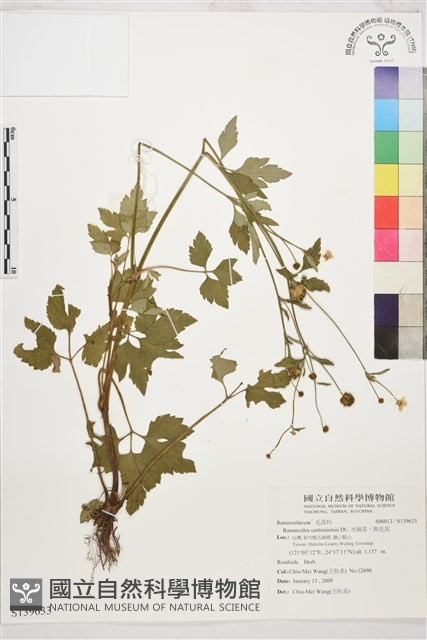 水辣菜、禺毛茛藏品圖，第1張