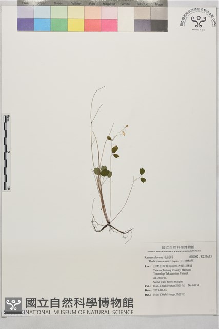 玉山唐松草藏品圖，第1張
