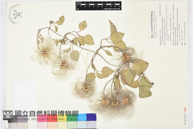 屏東鐵線蓮藏品圖，第1張