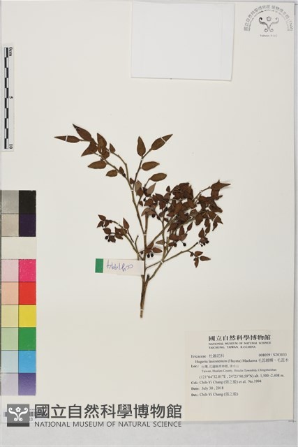 毛蕊越橘、毛蕊木藏品圖，第1張