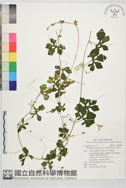 小苦瓜藏品圖，第1張