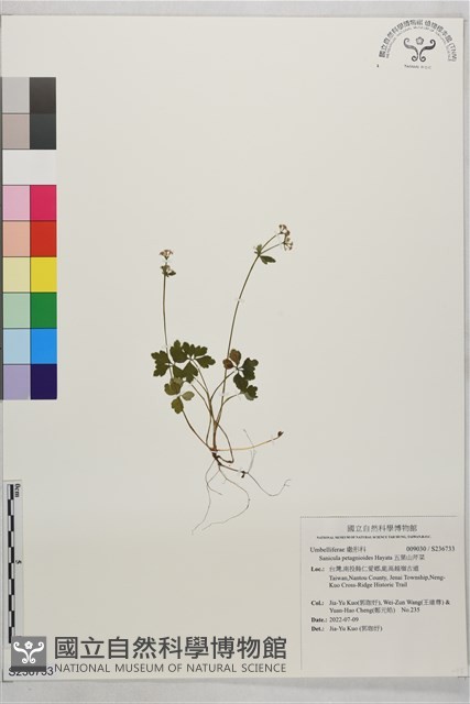 五葉山芹菜藏品圖，第1張