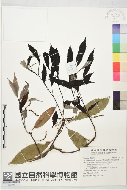 錐果櫟藏品圖，第1張