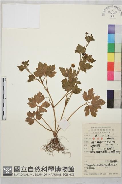 辣子草、揚子毛茛藏品圖，第1張