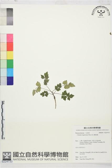 高山鐵線蓮藏品圖，第1張