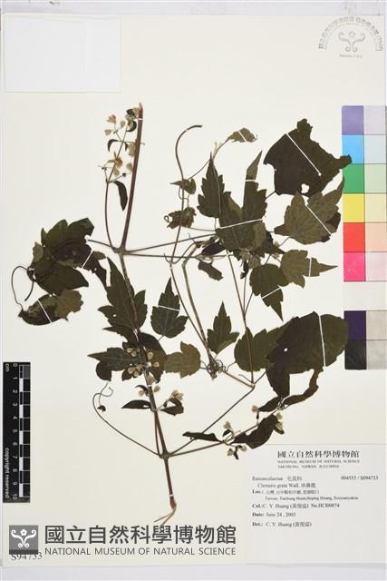 串鼻龍藏品圖，第1張