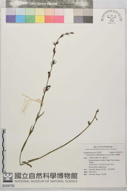 胡麻草藏品圖，第1張