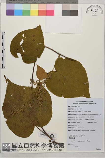 搭棚藤藏品圖，第1張