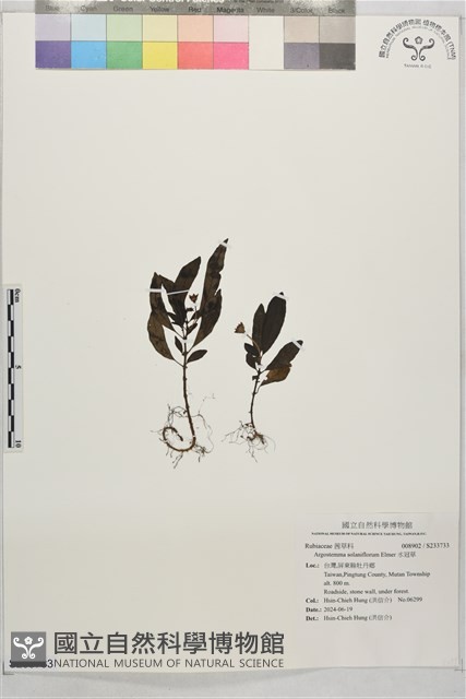 水冠草藏品圖，第1張