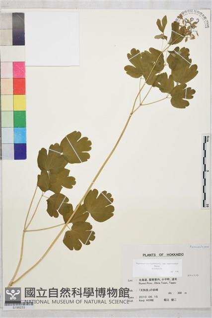 Accession Number:S196233 Collection Image