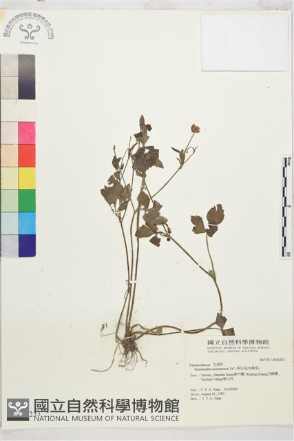 水辣菜、禺毛茛藏品圖，第1張