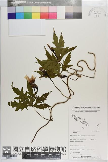 登錄號:S201233藏品圖，第1張