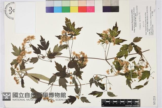 女萎藏品圖，第1張