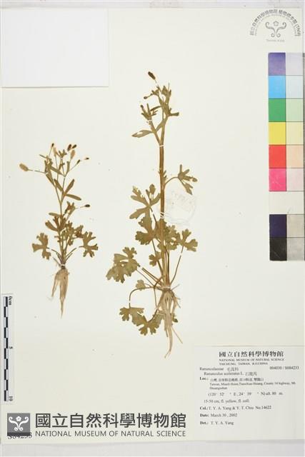 石龍芮藏品圖，第1張