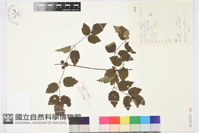 女萎藏品圖，第1張