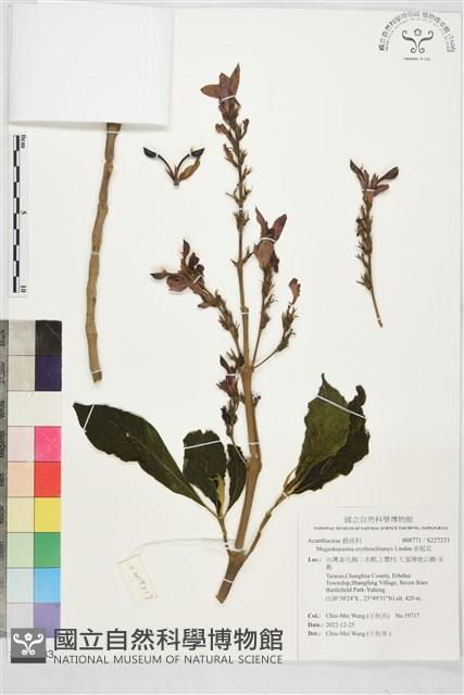 赤苞花藏品圖，第1張