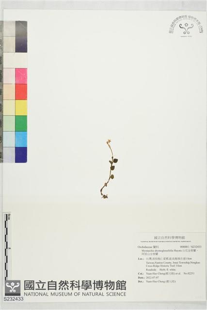 白花金唇蘭、阿里山全唇蘭藏品圖，第1張