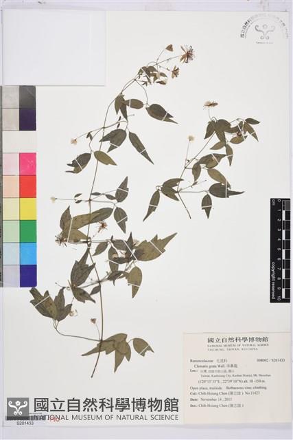 串鼻龍藏品圖，第1張