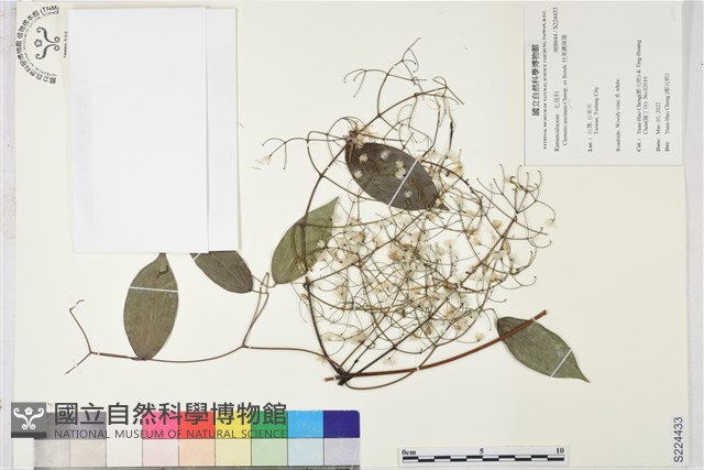 柱果鐵線蓮藏品圖，第1張