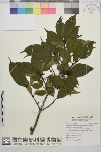 中原氏鼠李藏品圖，第1張