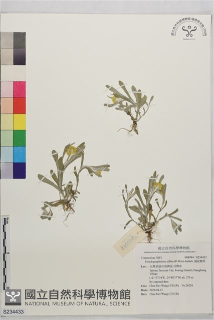 擬鼠麴草藏品圖，第1張