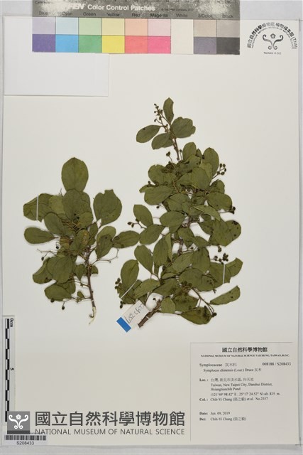 灰木藏品圖，第1張