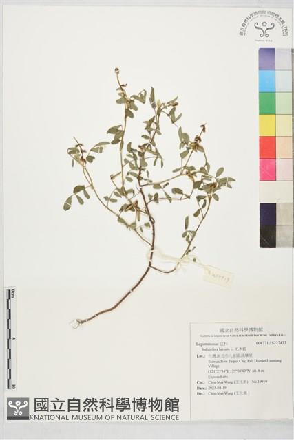 毛木藍藏品圖，第1張