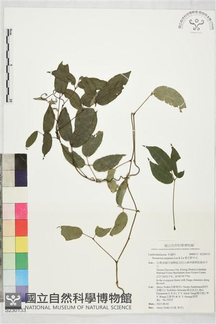 紫花野木瓜藏品圖，第1張