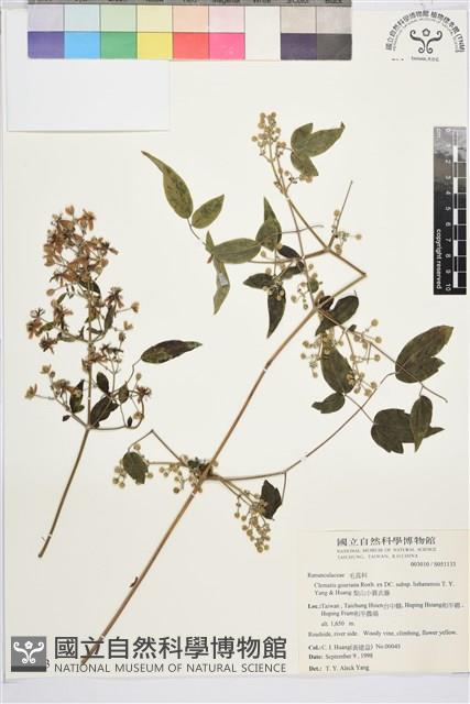 梨山小蓑衣藤藏品圖，第2張