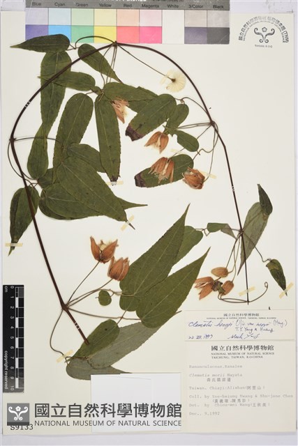 森氏鐵線蓮藏品圖，第2張