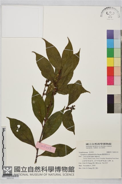 楊桐葉灰木藏品圖，第1張