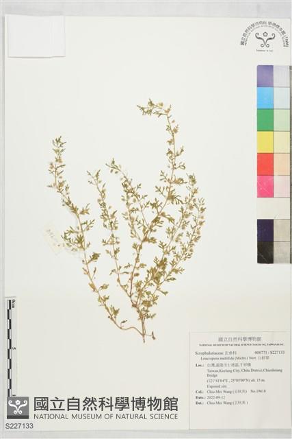 Accession Number:S227133 Collection Image