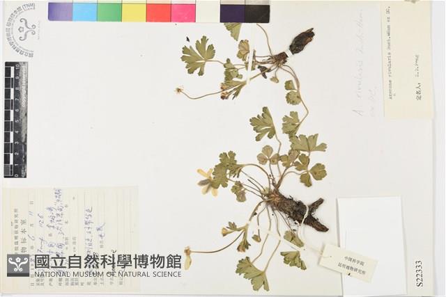 草玉梅藏品圖，第1張