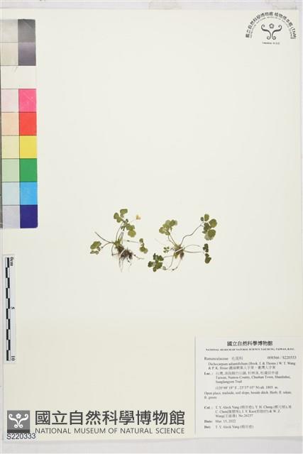 鐵線蕨葉人字果、臺灣人字果藏品圖，第1張