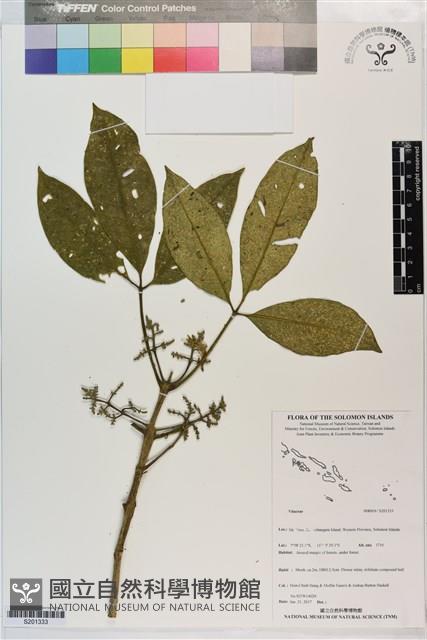 登錄號:S201333藏品圖，第1張